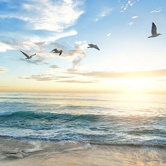 Flying birds on the seaside by sunset Flying birds on the seaside by sunset
